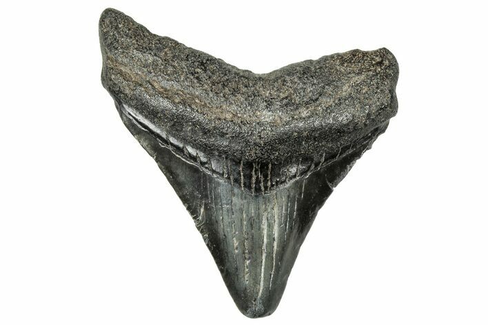Juvenile Megalodon Tooth - South Carolina #324314